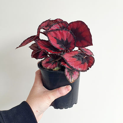 Begonia Red Kiss | Indoor Plant