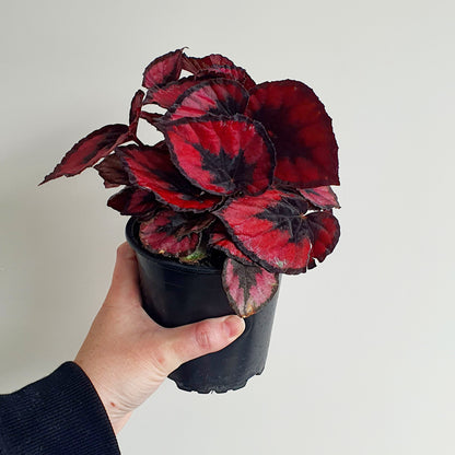 Begonia Red Kiss | Indoor Plant