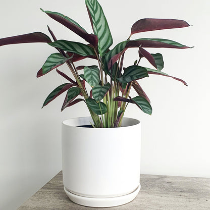 Ceramic Planter | White | 18.5cm